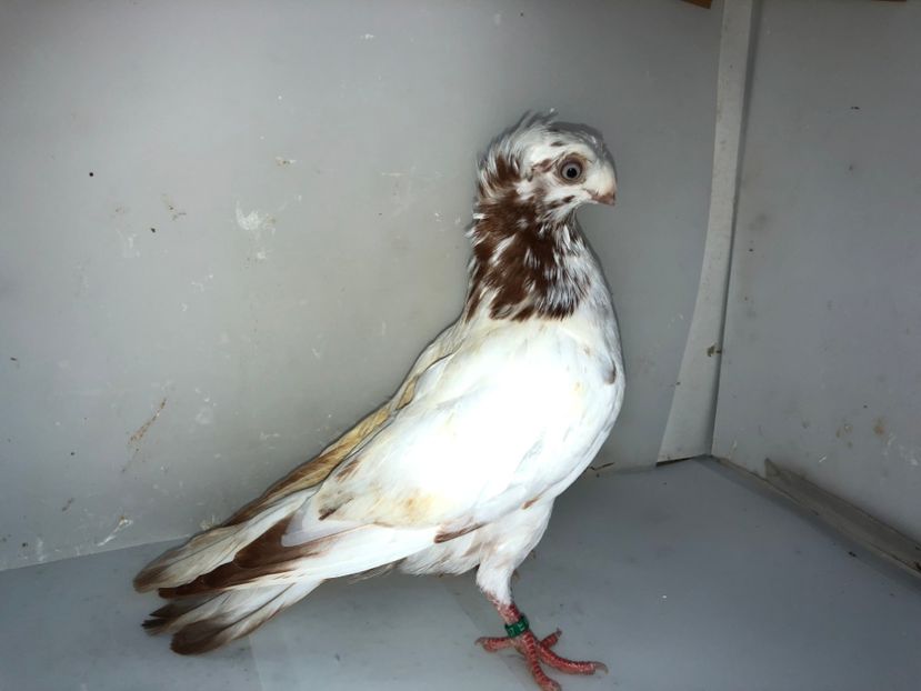 6837  femelă  2019_1 - pui 2019 BM