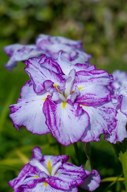 Iris Ensata Harlequinesque - Iris ensata si sibirica