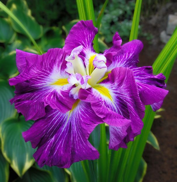 Iris Ensata Persephone - Iris ensata si sibirica