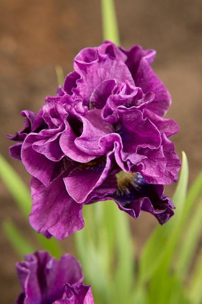 Iris Sibirica Bundle of Joy - Iris ensata si sibirica