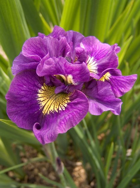 Iris Sibirica Double Standard - Iris ensata si sibirica
