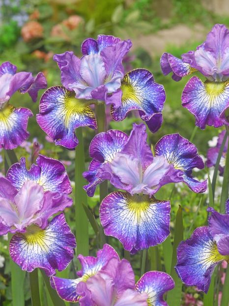 Iris Sibirica How Audacious - Iris ensata si sibirica