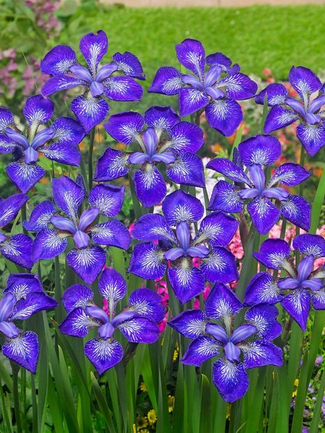 Iris Sibirica I See Stars - Iris ensata si sibirica