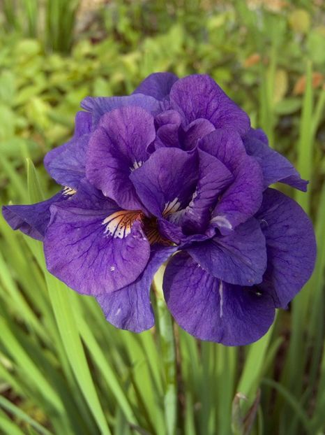 Iris Sibirica Kabluey - Iris ensata si sibirica