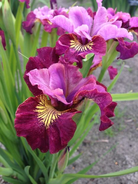 Iris Sibirica Miss Apple - Iris ensata si sibirica