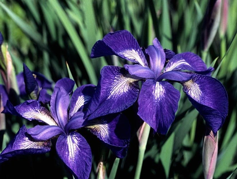 Iris Sibirica Nagareboshi - Iris ensata si sibirica