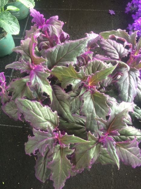 Gynura procumbens - Cuxhaven-Otterndorf