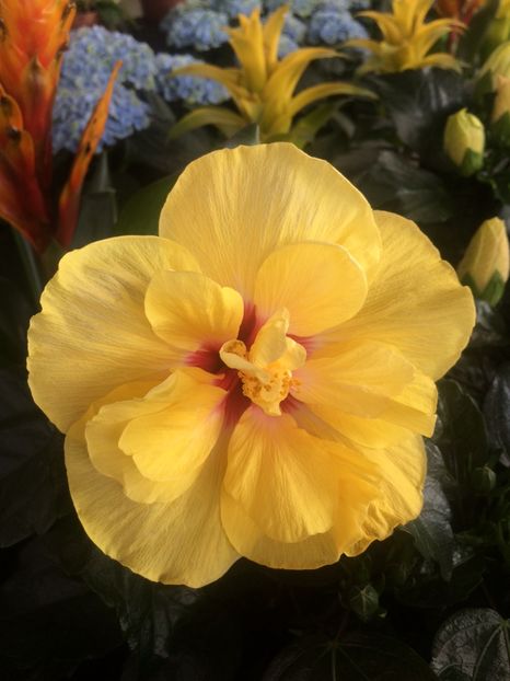 Hibiskus - Cuxhaven-Otterndorf