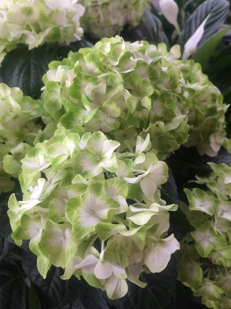 Hortensia - Cuxhaven-Otterndorf