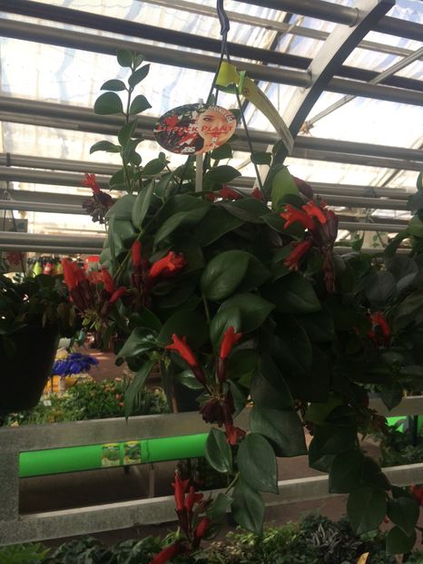 Aeschinanthus 'Mona Lisa‘ - Cuxhaven-Otterndorf