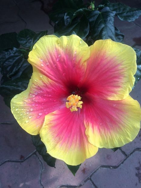 Hibiskus - Cuxhaven-Otterndorf