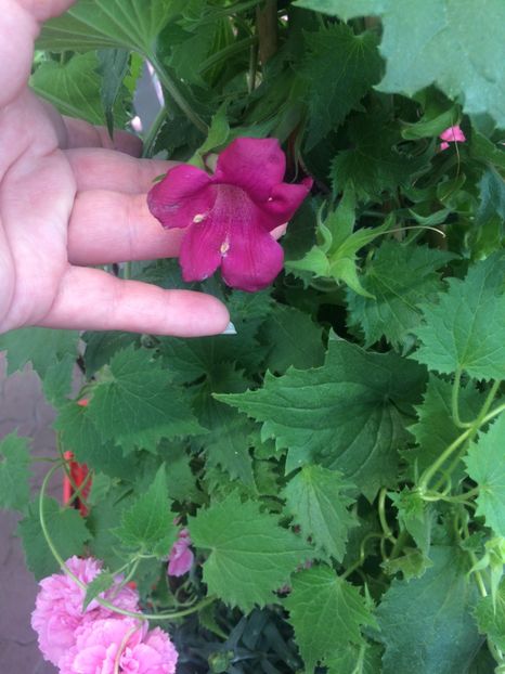  - Cuxhaven-Otterndorf