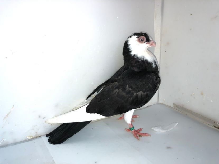 6883  mascul  2019_2 - tineret 2019