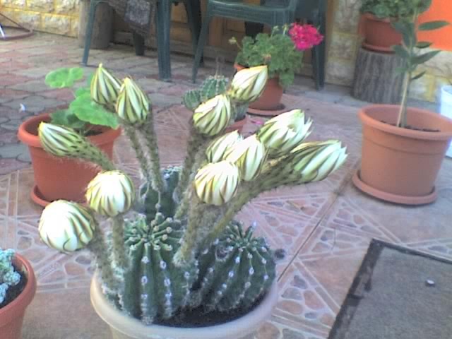 08-06-09_1905 - cactusi si suculente