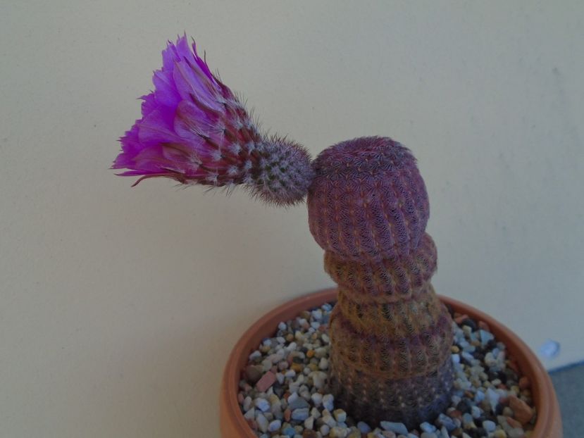 Echinocereus rigidissimus ssp. rubispinus - Cactusi 2019 bis