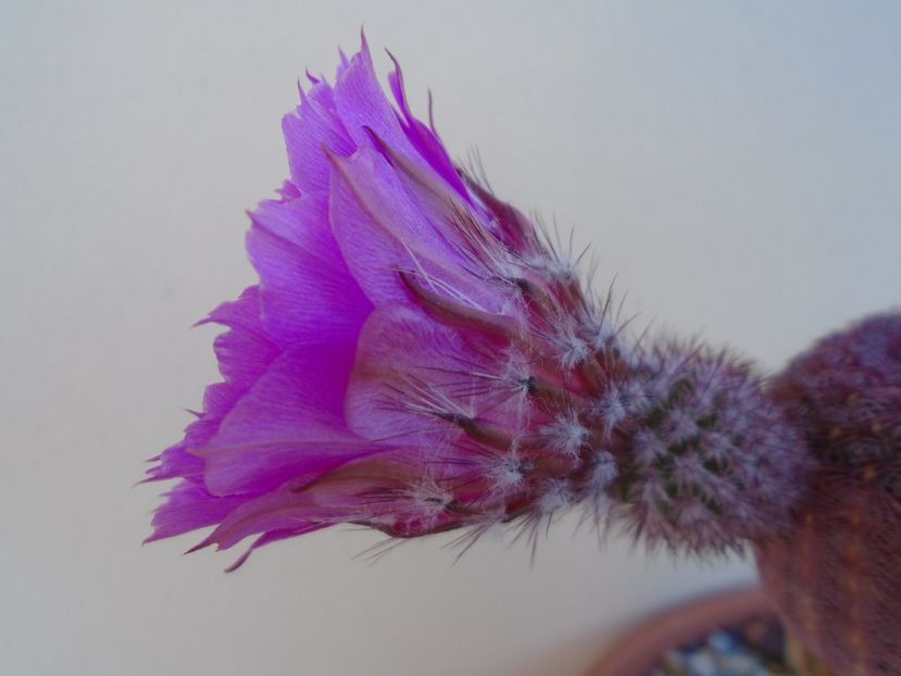 Echinocereus rigidissimus ssp. rubispinus - Cactusi 2019 bis
