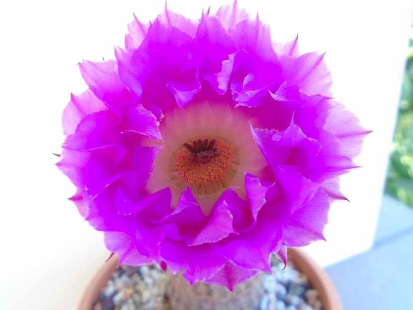 Echinocereus rigidissimus ssp. rubispinus - Cactusi 2019 bis