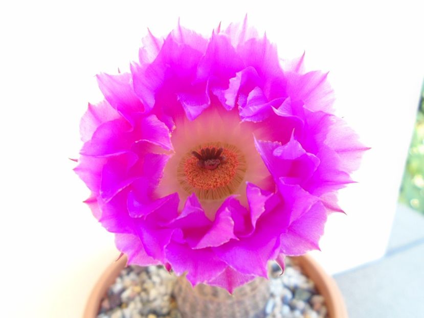 Echinocereus rigidissimus ssp. rubispinus - Cactusi 2019 bis
