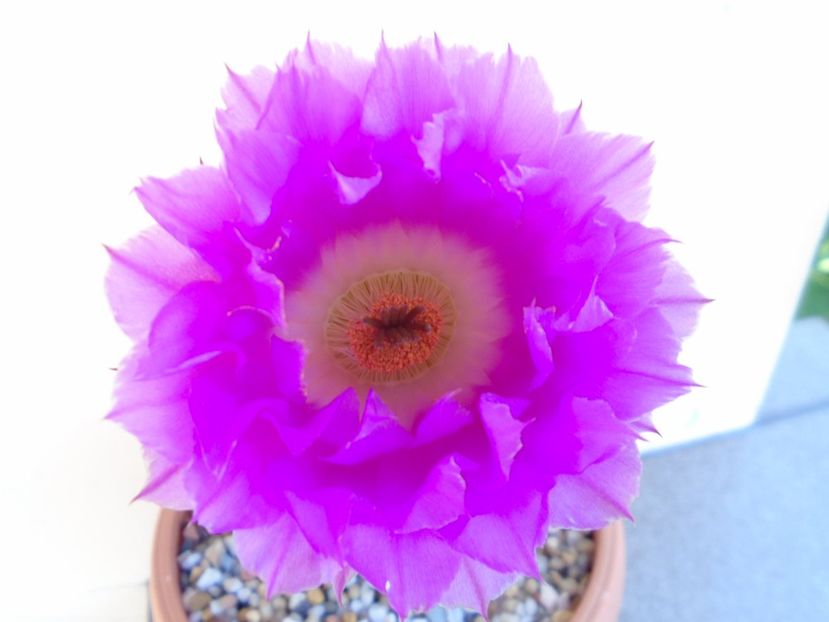 Echinocereus rigidissimus ssp. rubispinus - Cactusi 2019 bis