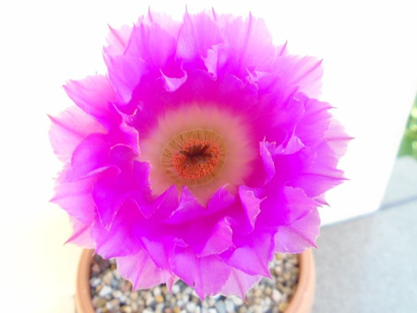 Echinocereus rigidissimus ssp. rubispinus - Cactusi 2019 bis