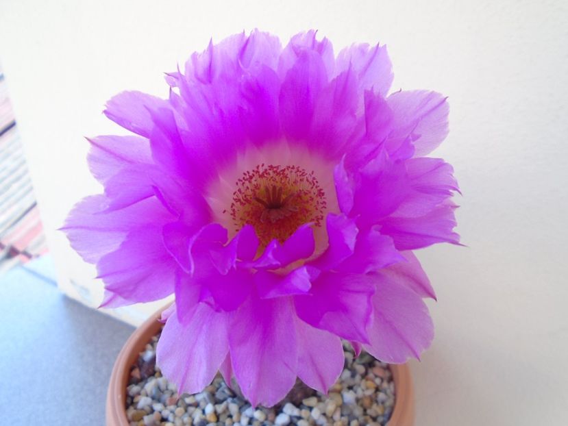Echinocereus rigidissimus ssp. rubispinus - Cactusi 2019 bis