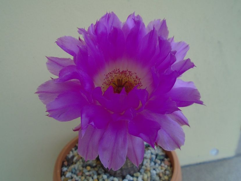 Echinocereus rigidissimus ssp. rubispinus - Cactusi 2019 bis