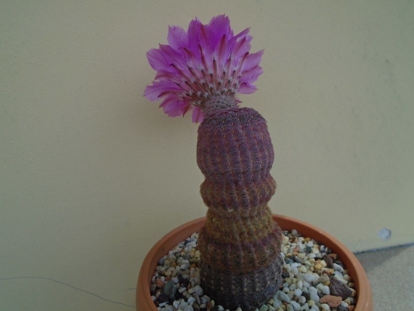 Echinocereus rigidissimus ssp. rubispinus - Cactusi 2019 bis