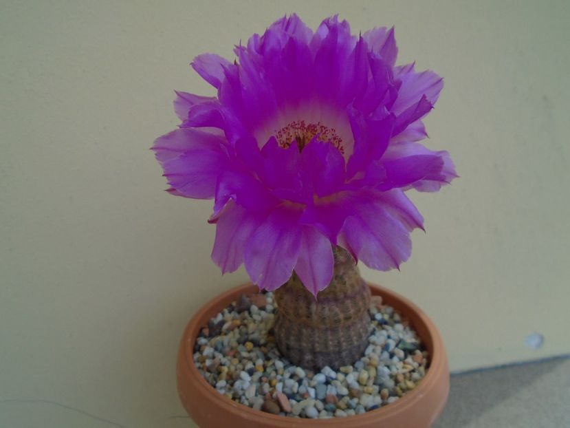Echinocereus rigidissimus ssp. rubispinus - Cactusi 2019 bis