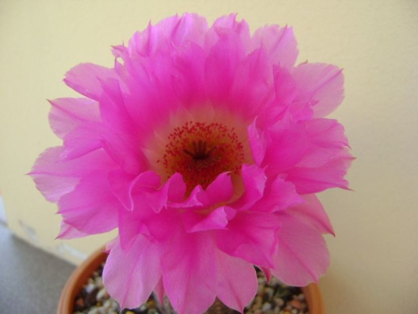 Echinocereus rigidissimus ssp. rubispinus - Cactusi 2019 bis