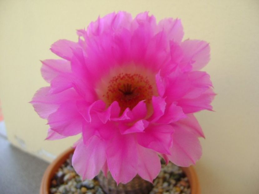 Echinocereus rigidissimus ssp. rubispinus - Cactusi 2019 bis