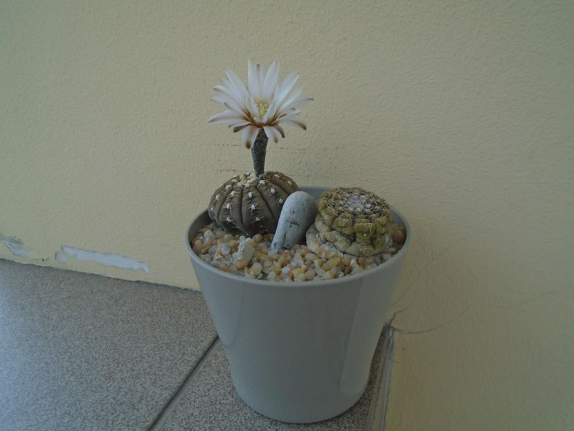 Gymnocalycium ragonesei - Cactusi 2019 Gymnocalycium