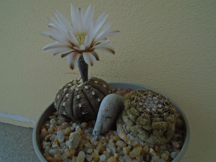 Gymnocalycium ragonesei - Cactusi 2019 Gymnocalycium