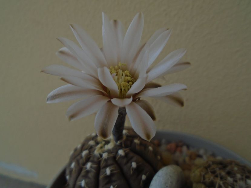 Gymnocalycium ragonesei - Cactusi 2019 Gymnocalycium