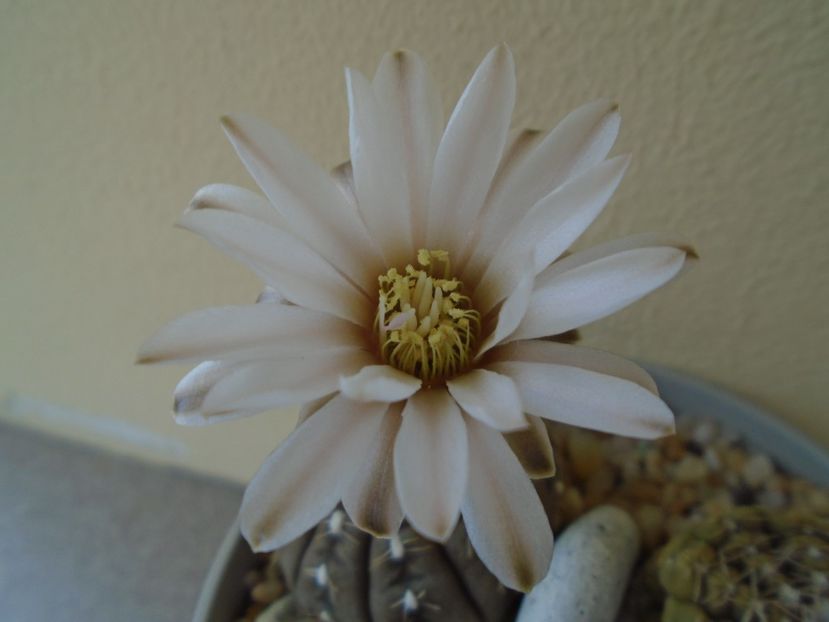 Gymnocalycium ragonesei - Cactusi 2019 Gymnocalycium