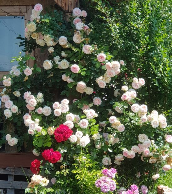 Eden si alții - Trandafiri 2019