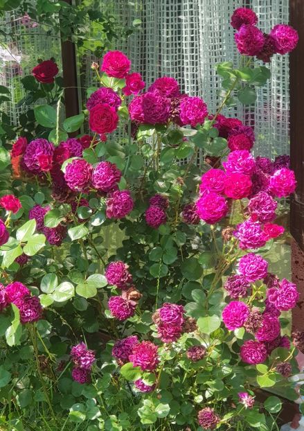 Trandescat - Trandafiri 2019