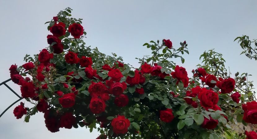  - 2019 Trandafiri