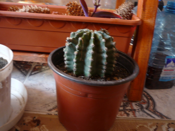 P1020615 - cactusi si suculente