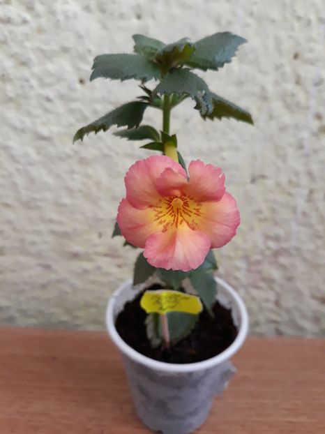 2019 - 0001 2022 - Golden Buck