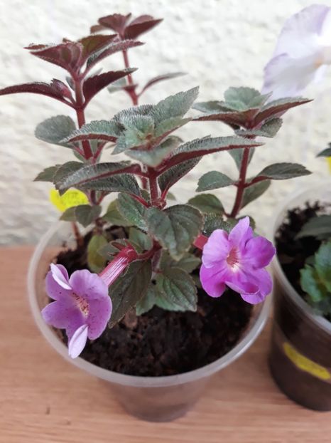  - R20 - Petite Nicole