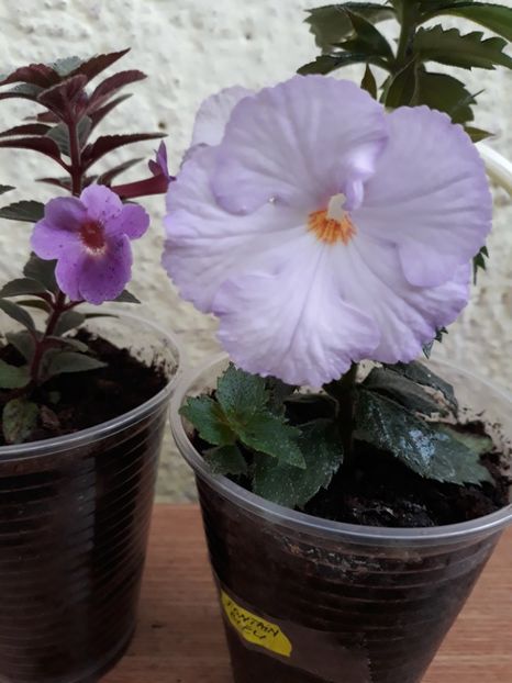 ...cu Fontaine Bleue... - R20 - Petite Nicole