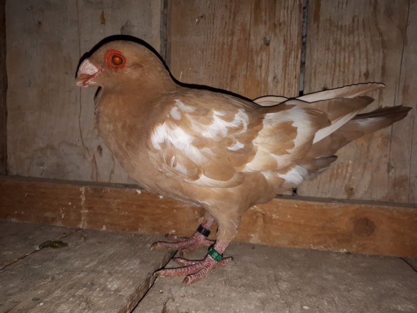 M - I3 _ tineret 2019