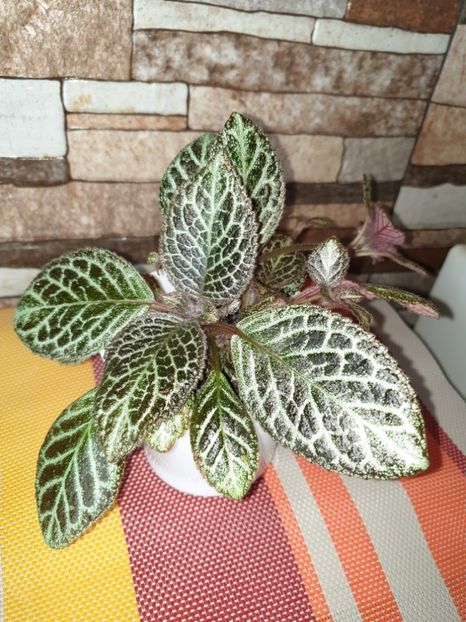  - Episcia 2019