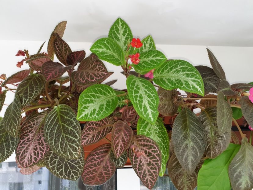  - Episcia 2019