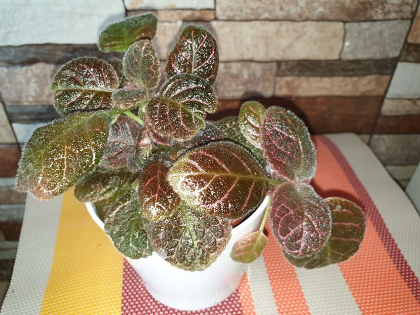  - Episcia 2019