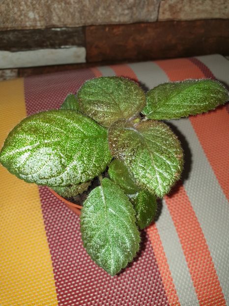  - Episcia 2019