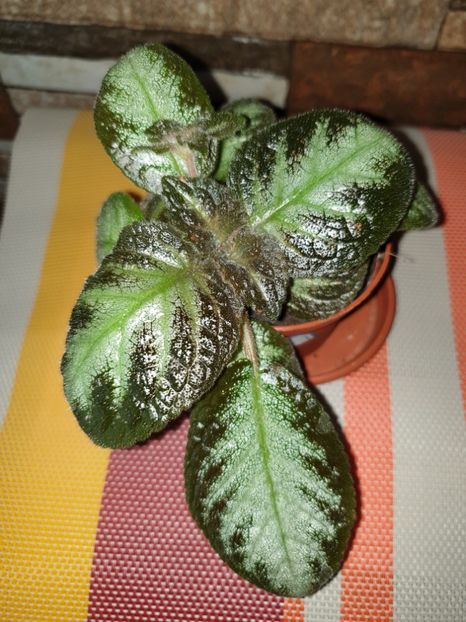 - Episcia 2019