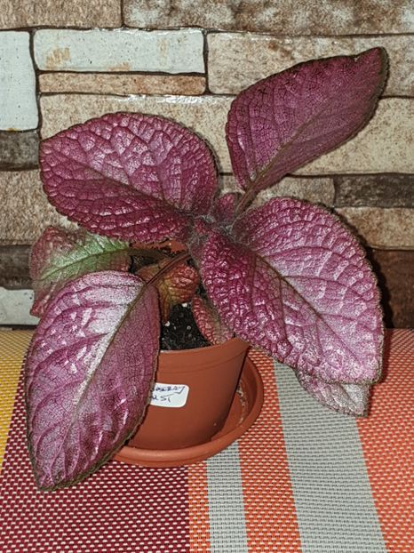  - Episcia 2019