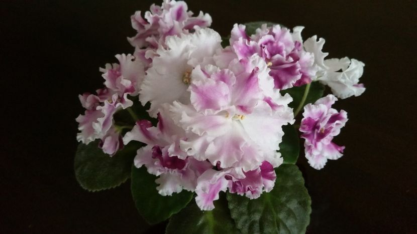  - Violete 2019