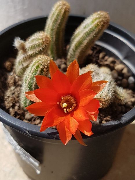 Chamaecereus silvestrii 2 - Cactusi si plante suculente 2017-2018-2019